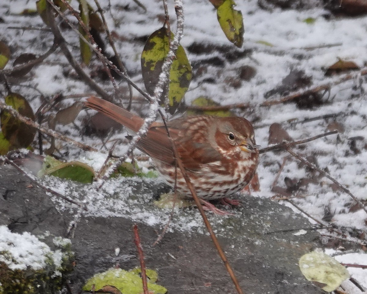 Fox Sparrow - ML644772941