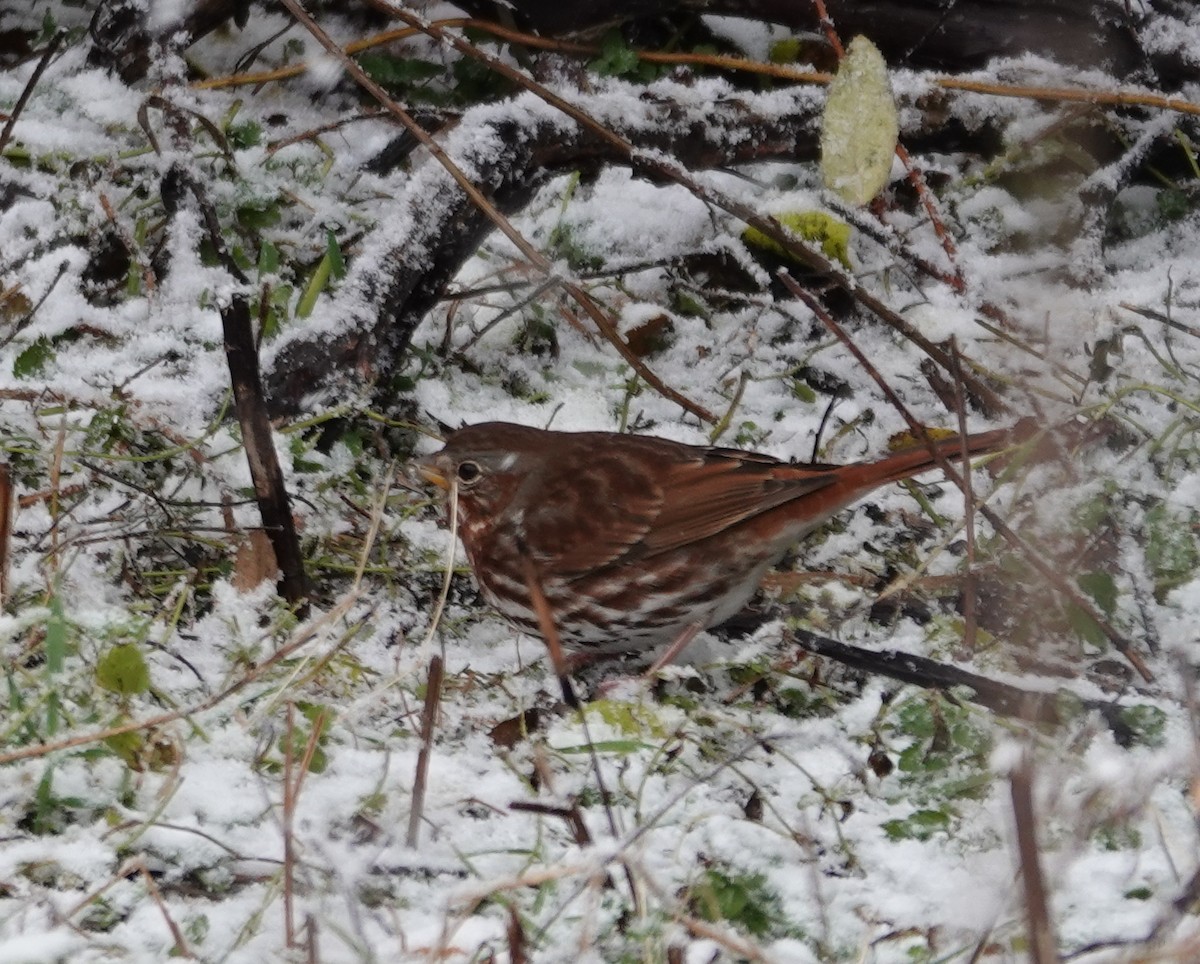 Fox Sparrow - ML644772942