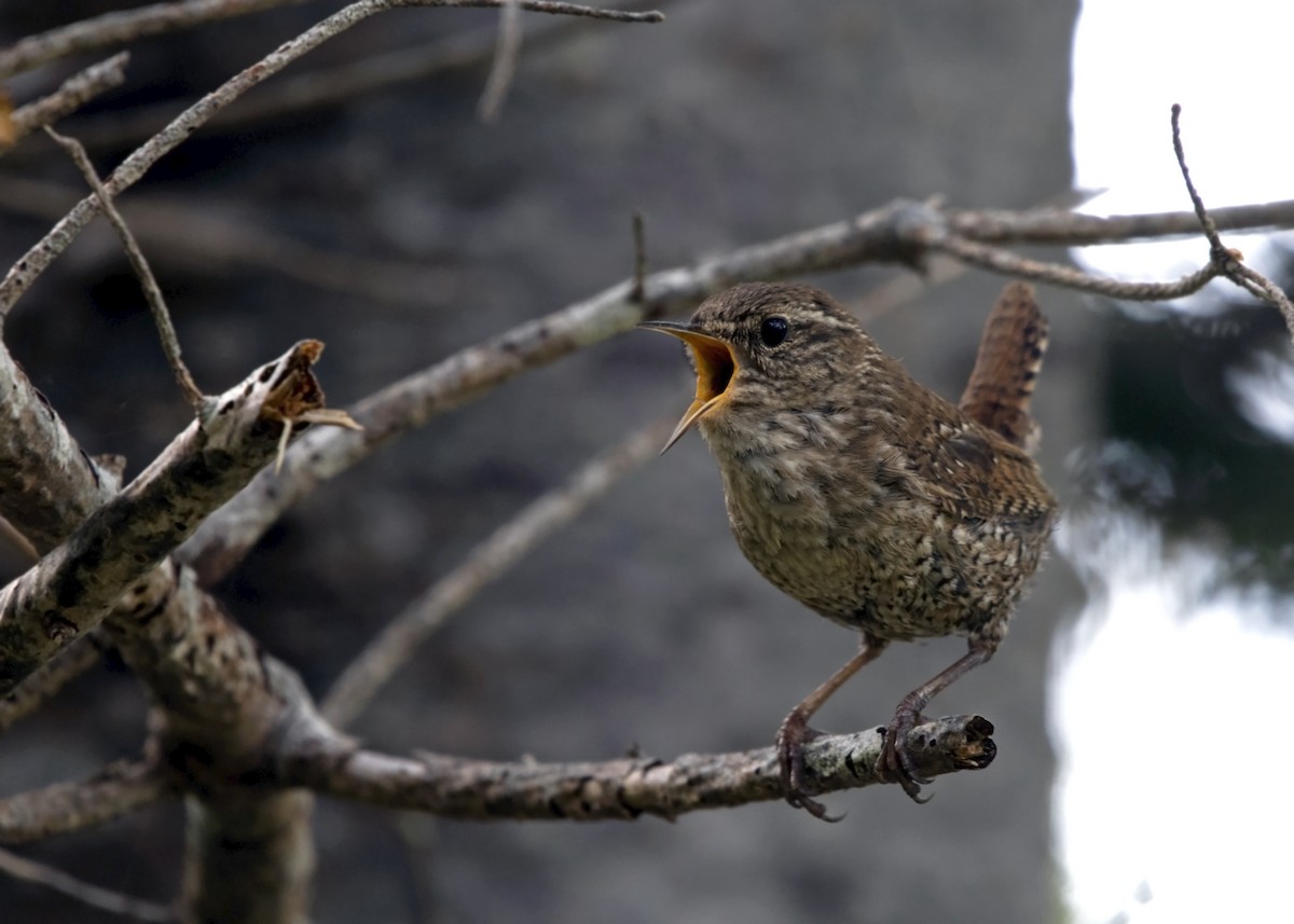 Winter Wren - ML644772950