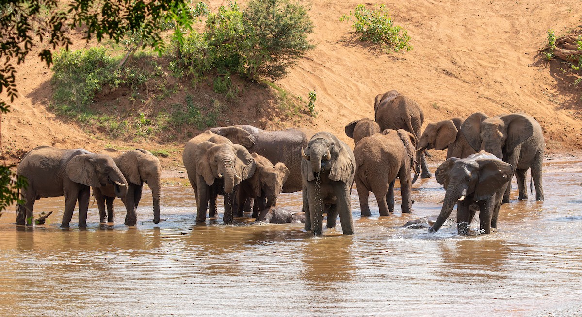 African Savanna Elephant - ML644772973