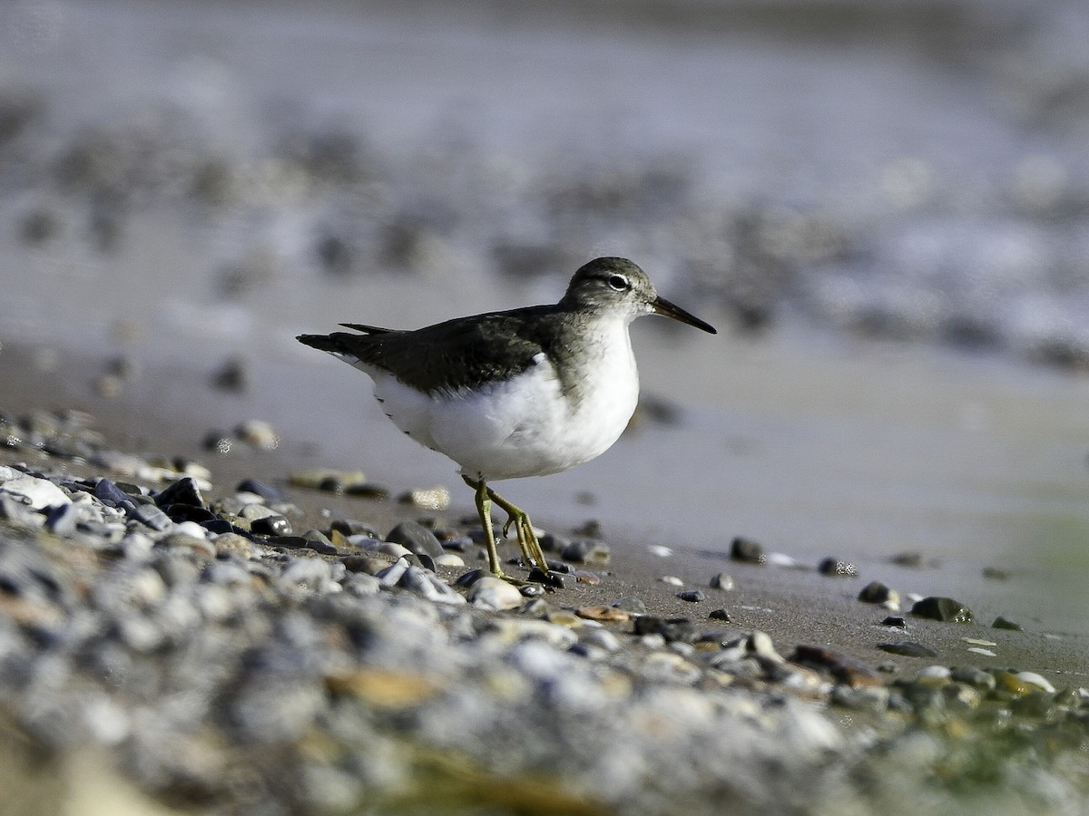 Spotted Sandpiper - ML644772975