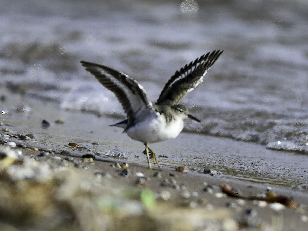 Spotted Sandpiper - ML644772976