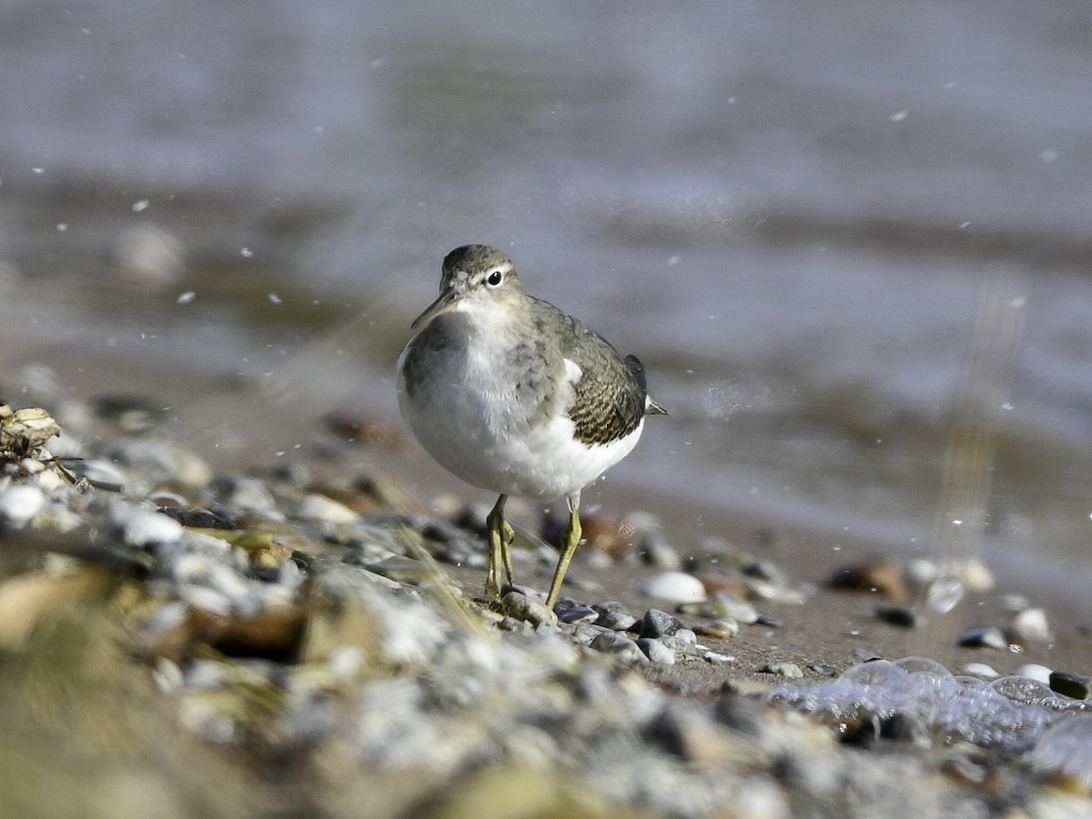 Spotted Sandpiper - ML644772977