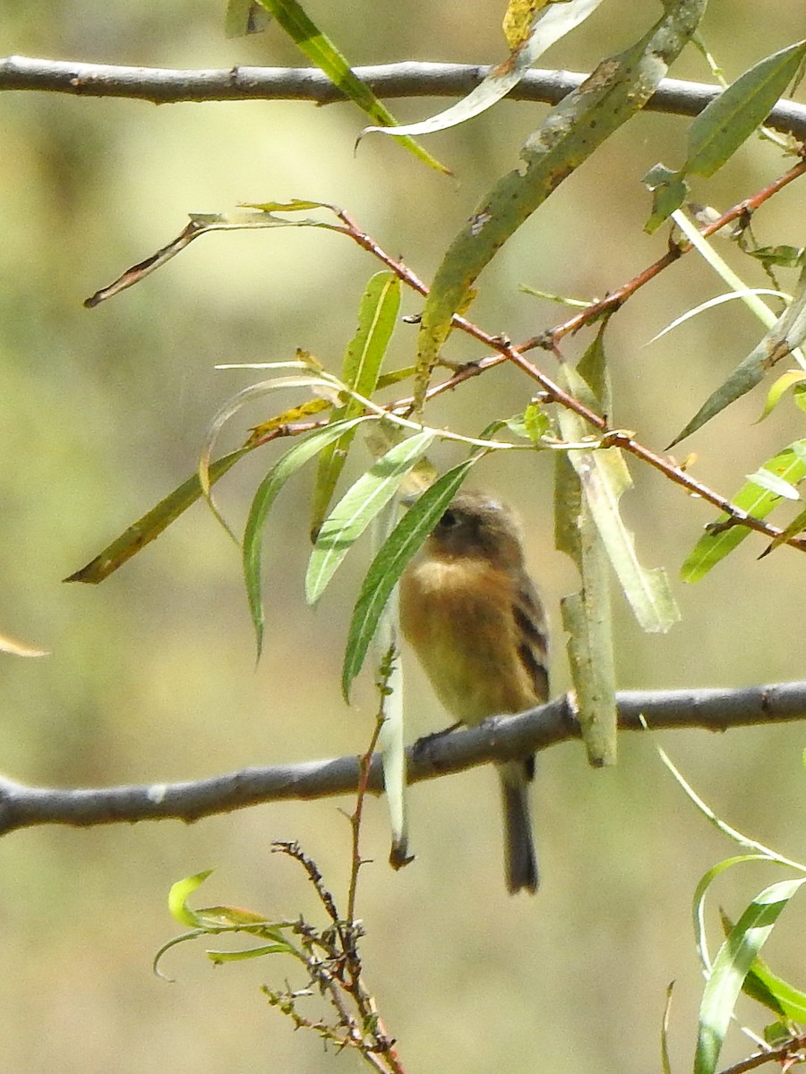 Buff-breasted Flycatcher - ML644772979