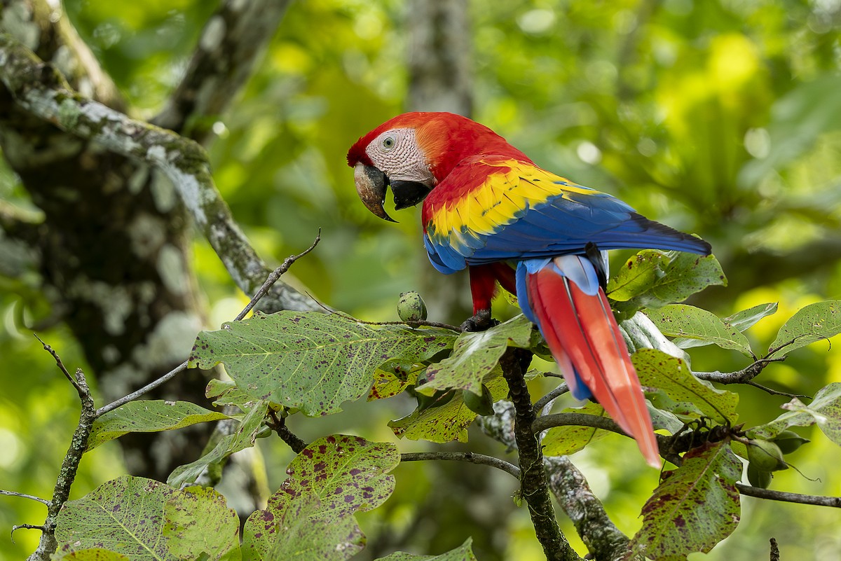 Scarlet Macaw - ML644772981