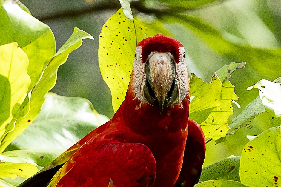 Scarlet Macaw - ML644772982