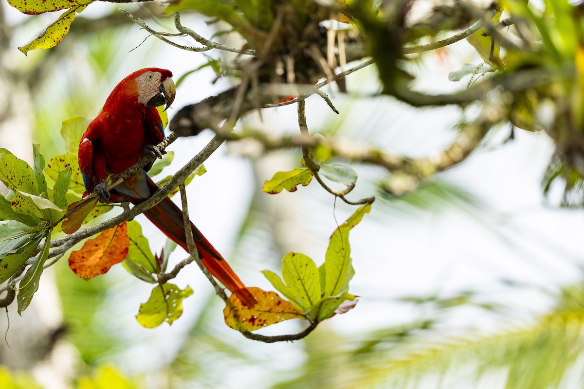 Scarlet Macaw - ML644772983