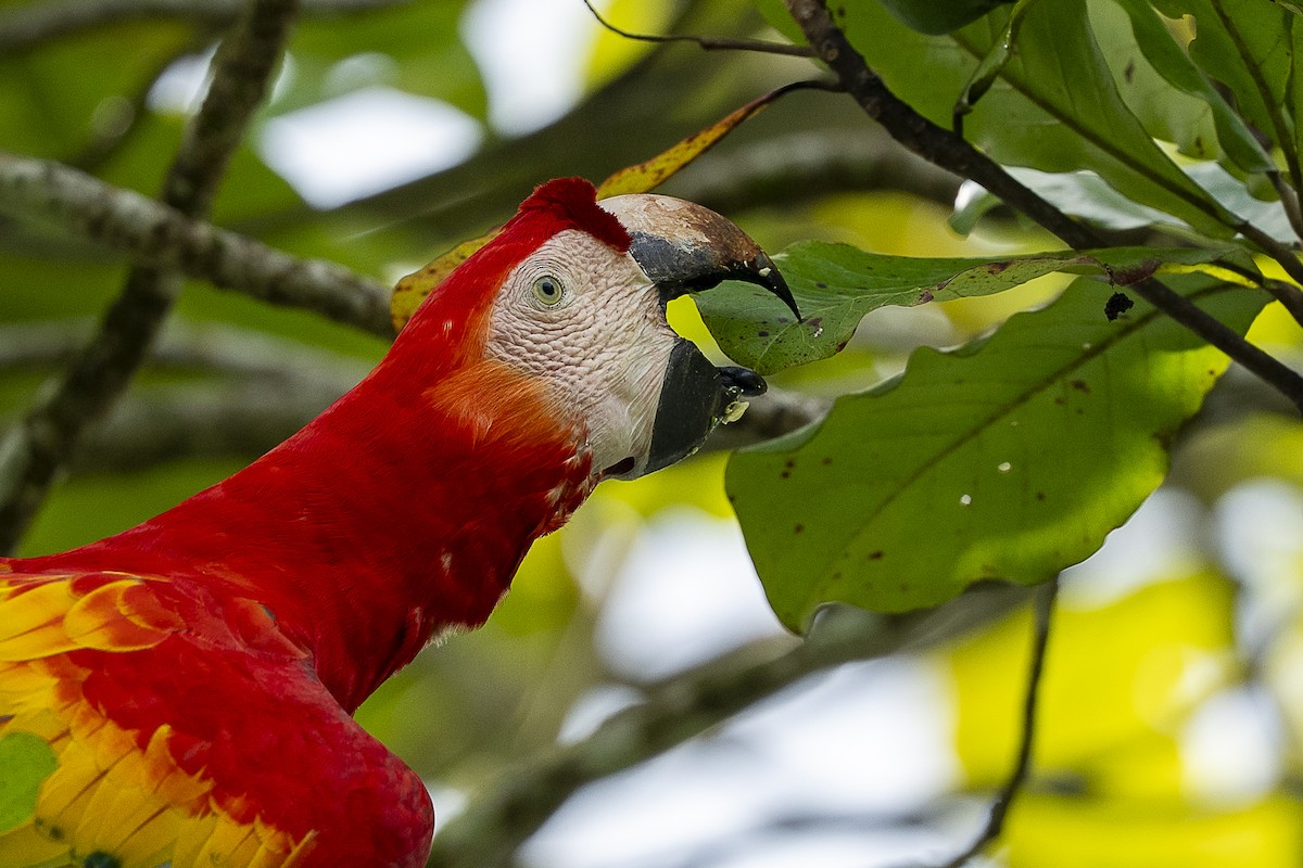 Scarlet Macaw - ML644772984