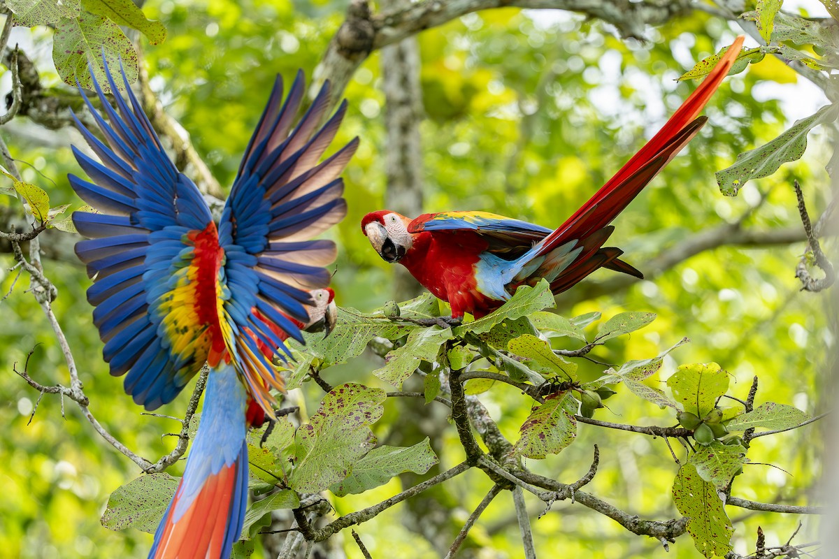 Scarlet Macaw - ML644772985