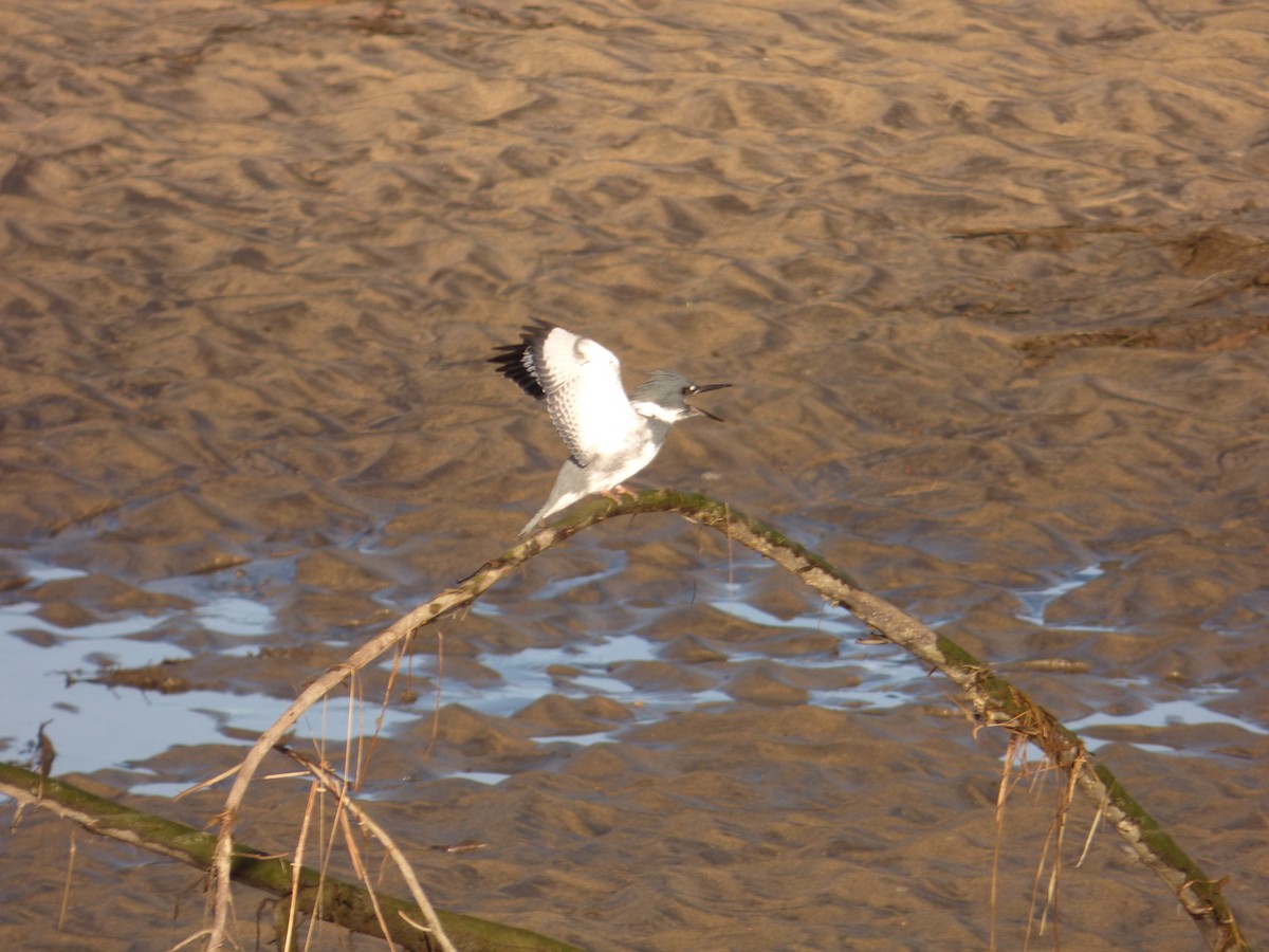 Belted Kingfisher - ML644772991