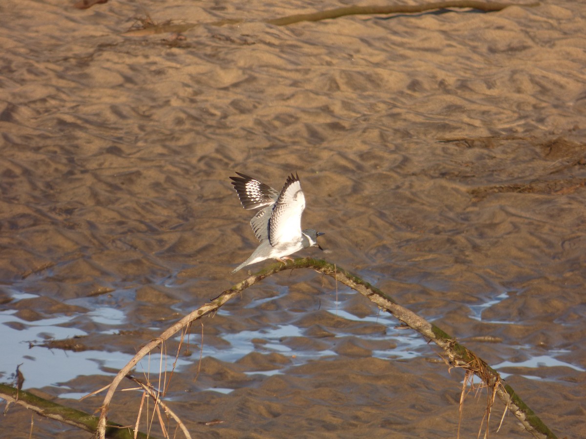 Belted Kingfisher - ML644772992