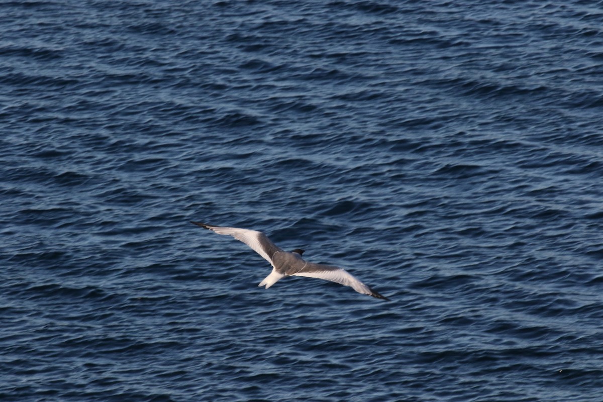 Swallow-tailed Gull - ML644772995