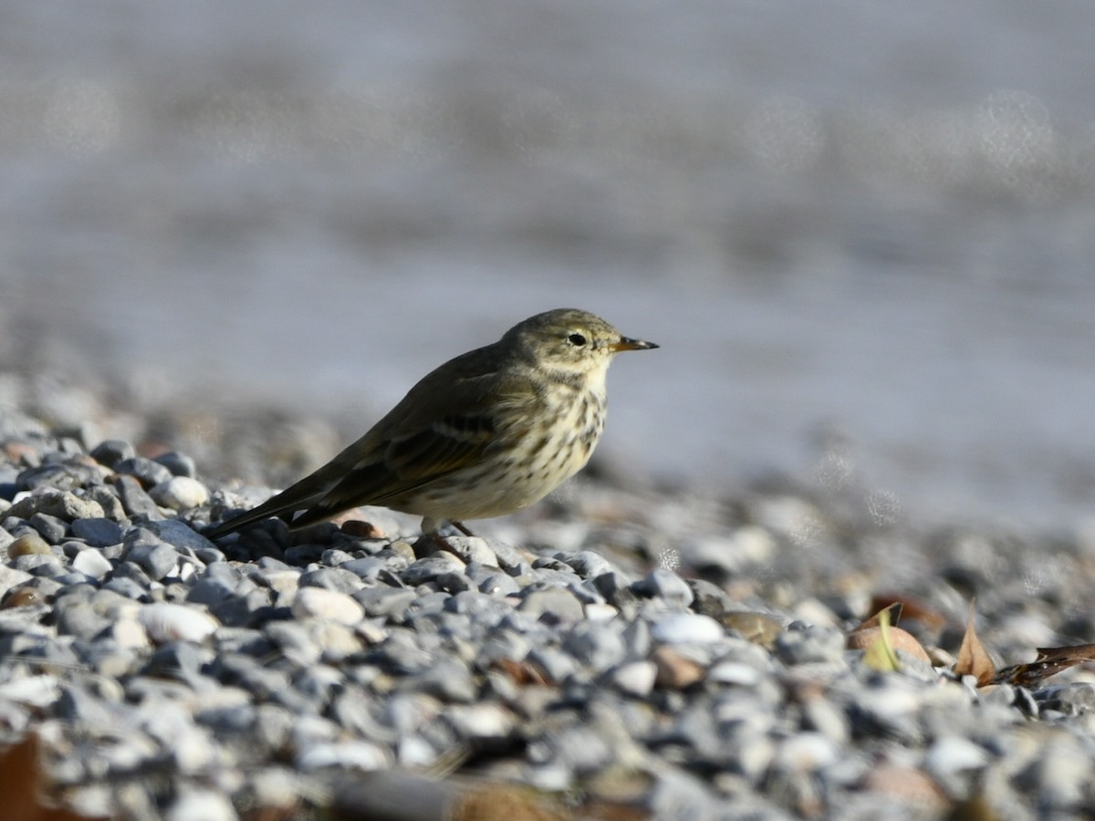 American Pipit - ML644773004