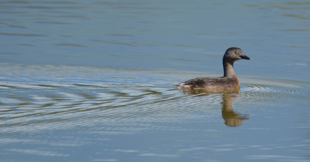 pygmédykker - ML644773006