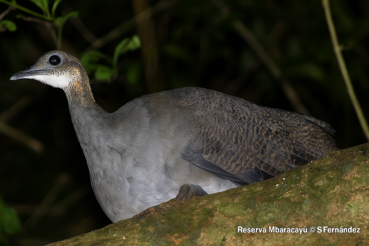 eremittinamu - ML644773040