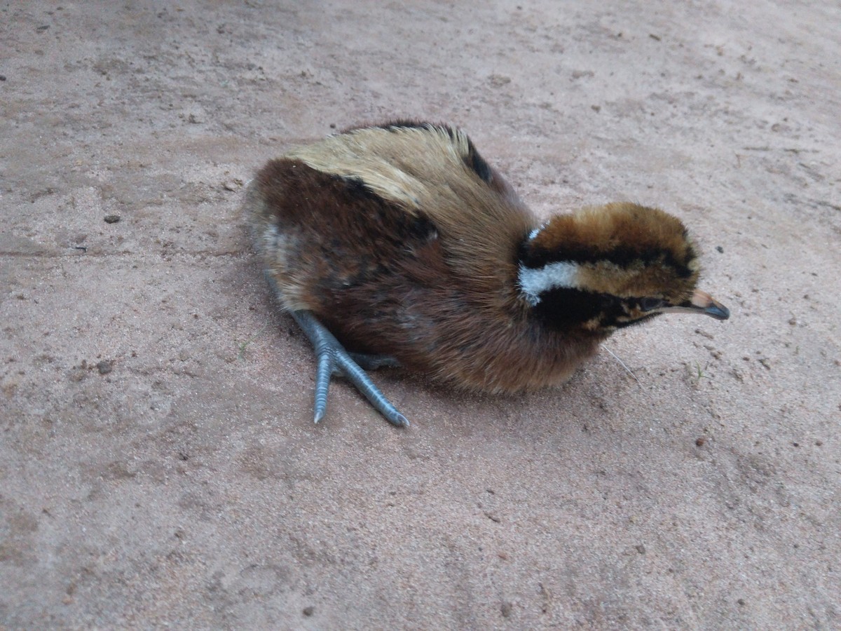 eremittinamu - ML644773044