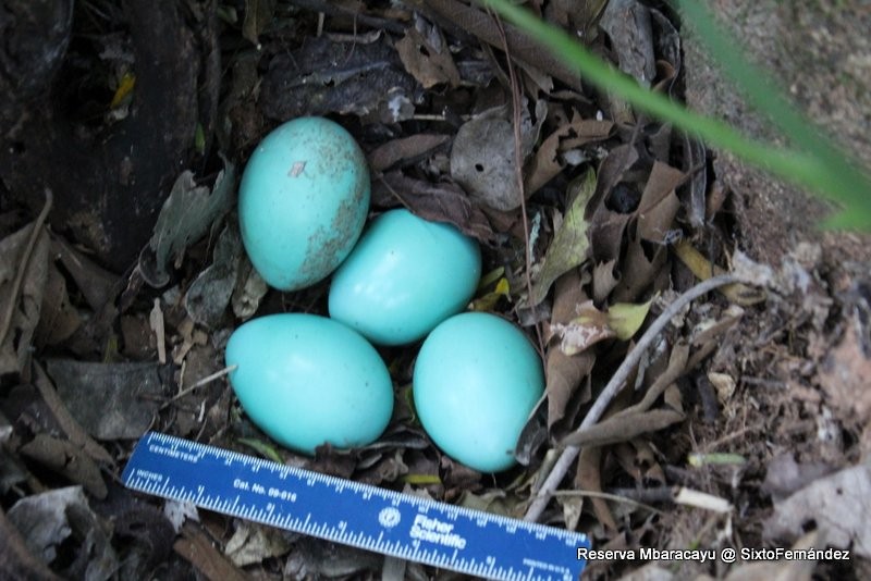 eremittinamu - ML644773045