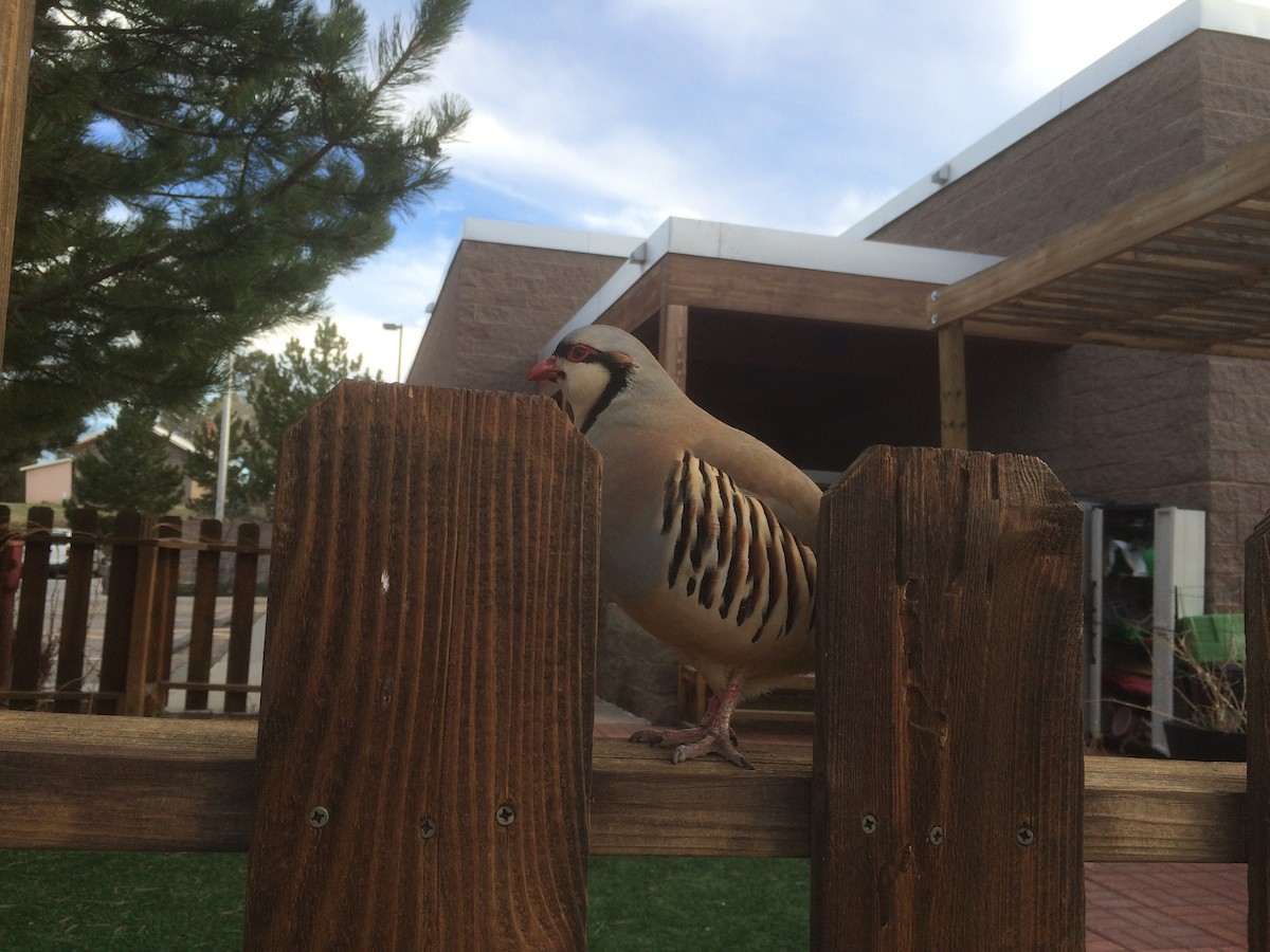 berghøne - ML644773046