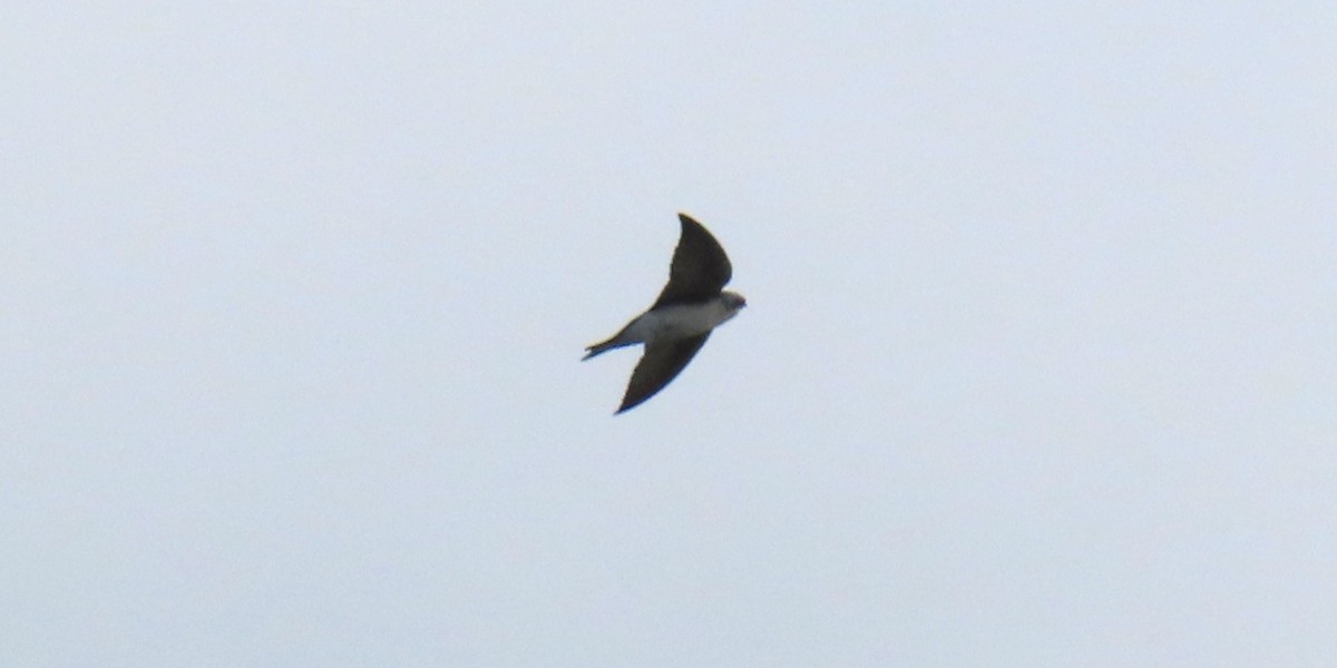 Tree Swallow - ML644773050