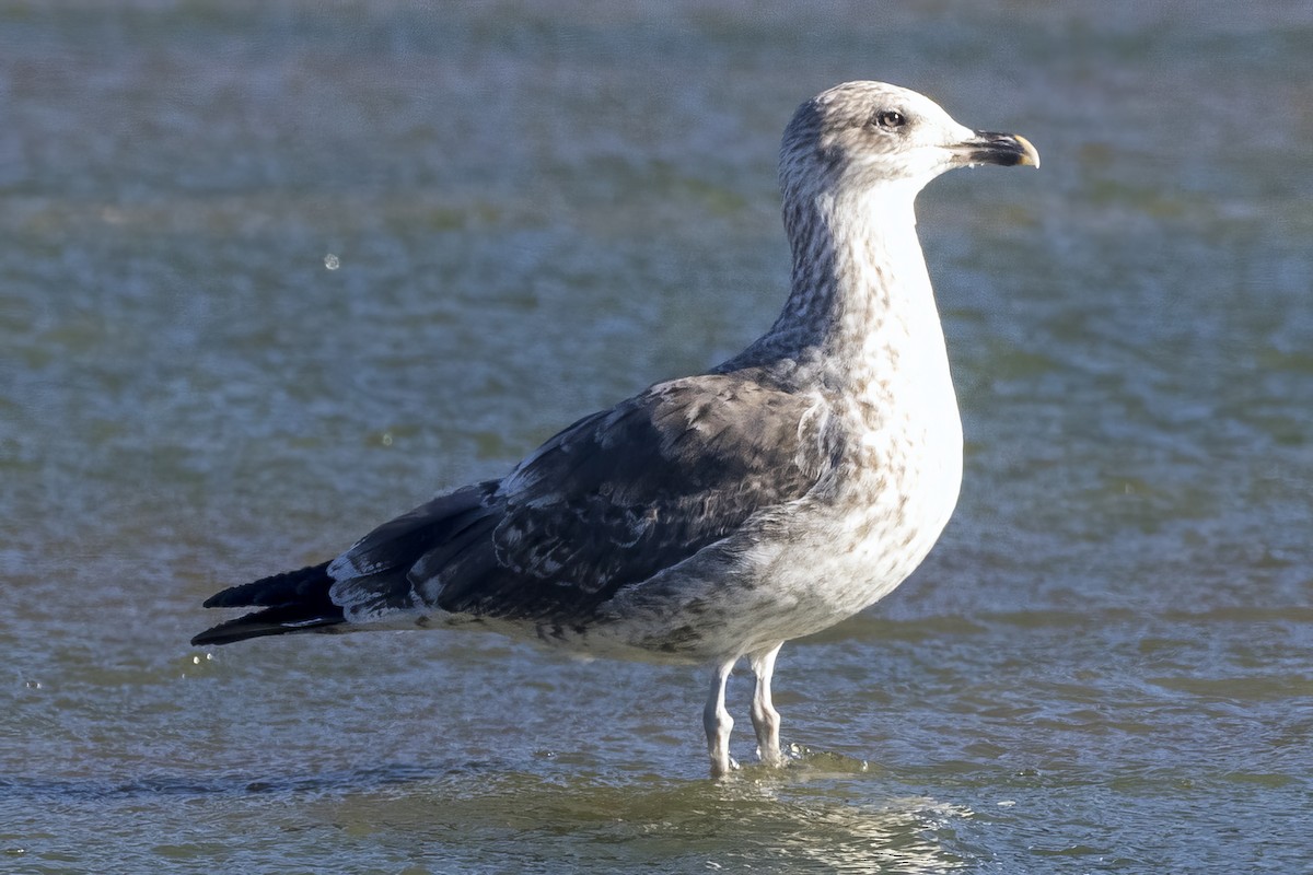 Kara Sırtlı Martı - ML644773062