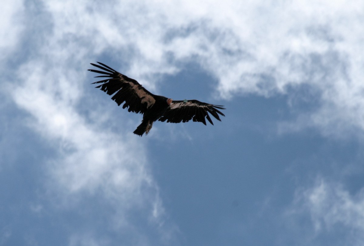 kaliforniakondor - ML644773063