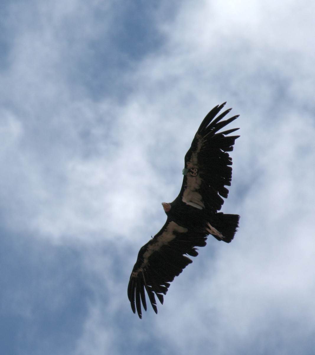 kaliforniakondor - ML644773068