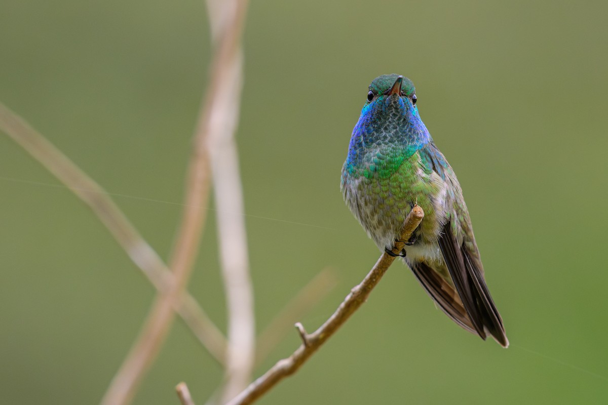 Versicolored Emerald - ML644773071