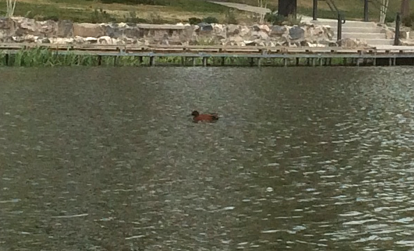 kaneland - ML644773079