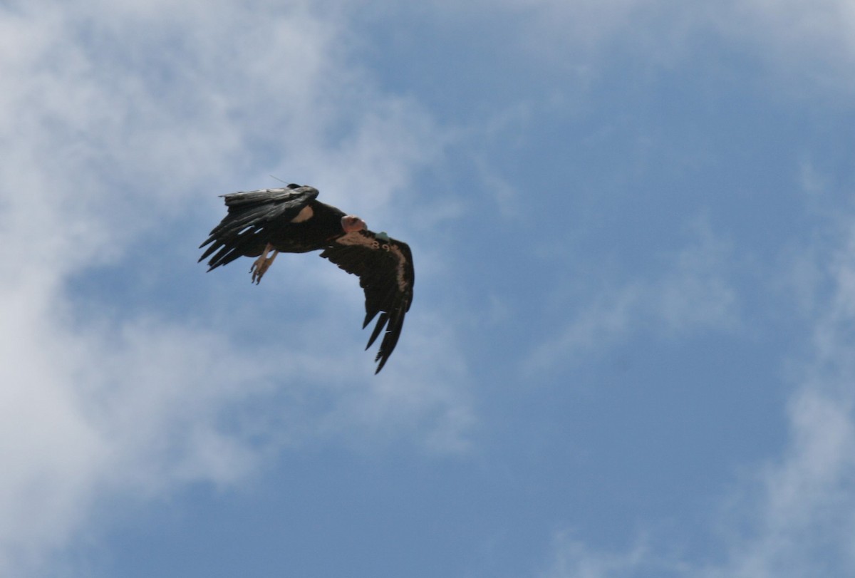 kaliforniakondor - ML644773081