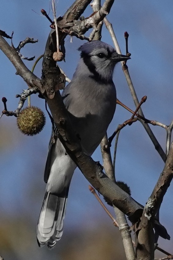 Blue Jay - ML644773087