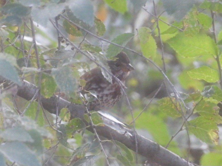 Fox Sparrow - ML644773089