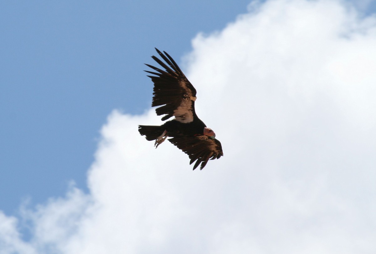 kaliforniakondor - ML644773091