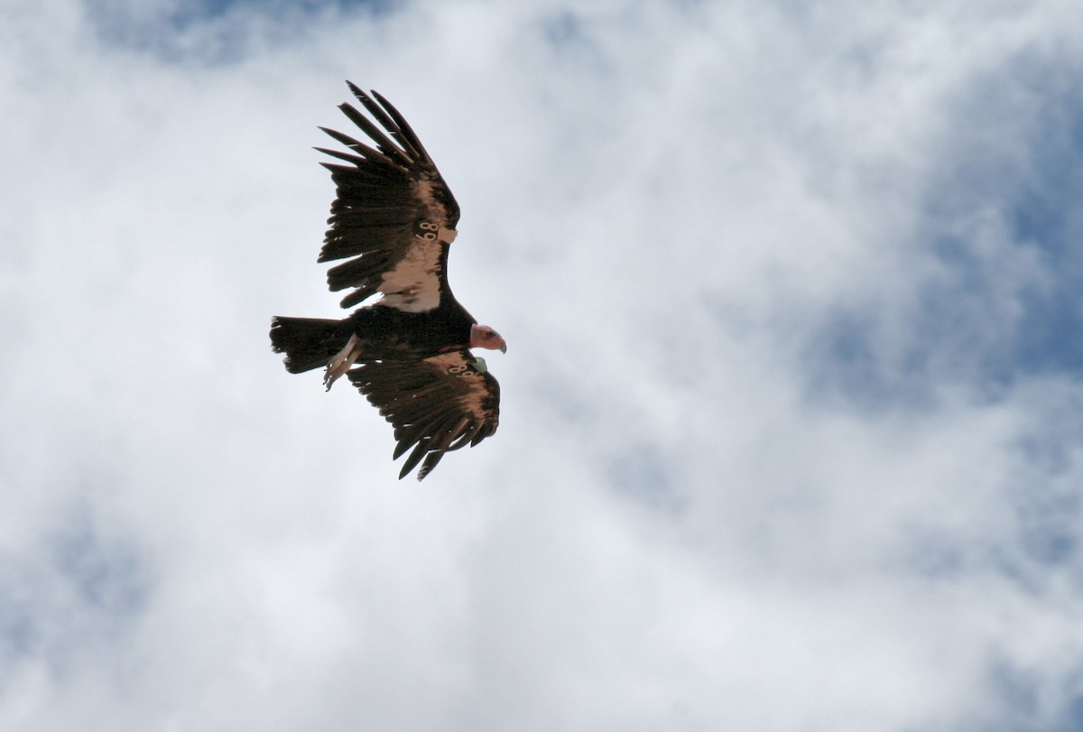 kaliforniakondor - ML644773093