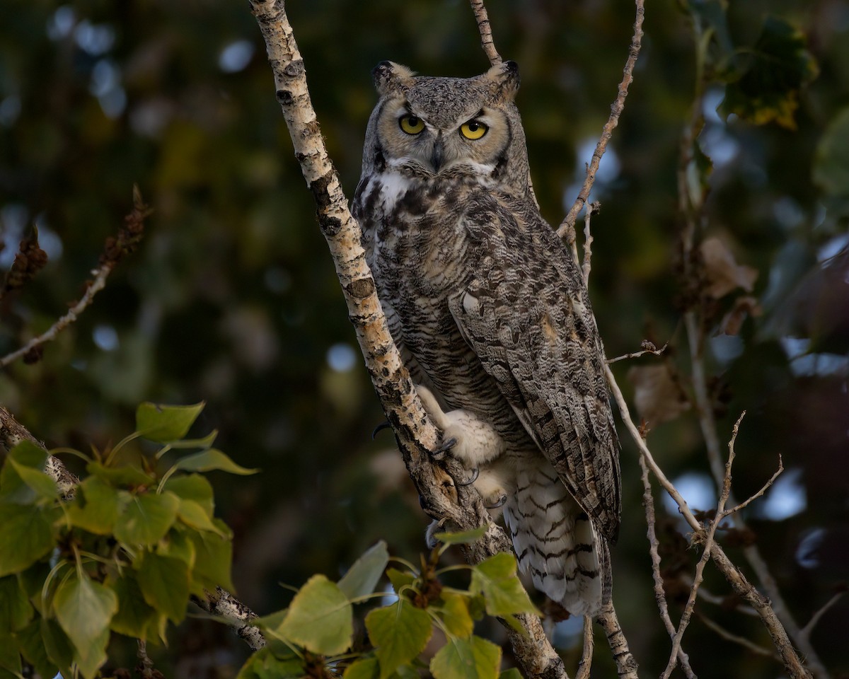 Great Horned Owl - ML644773094