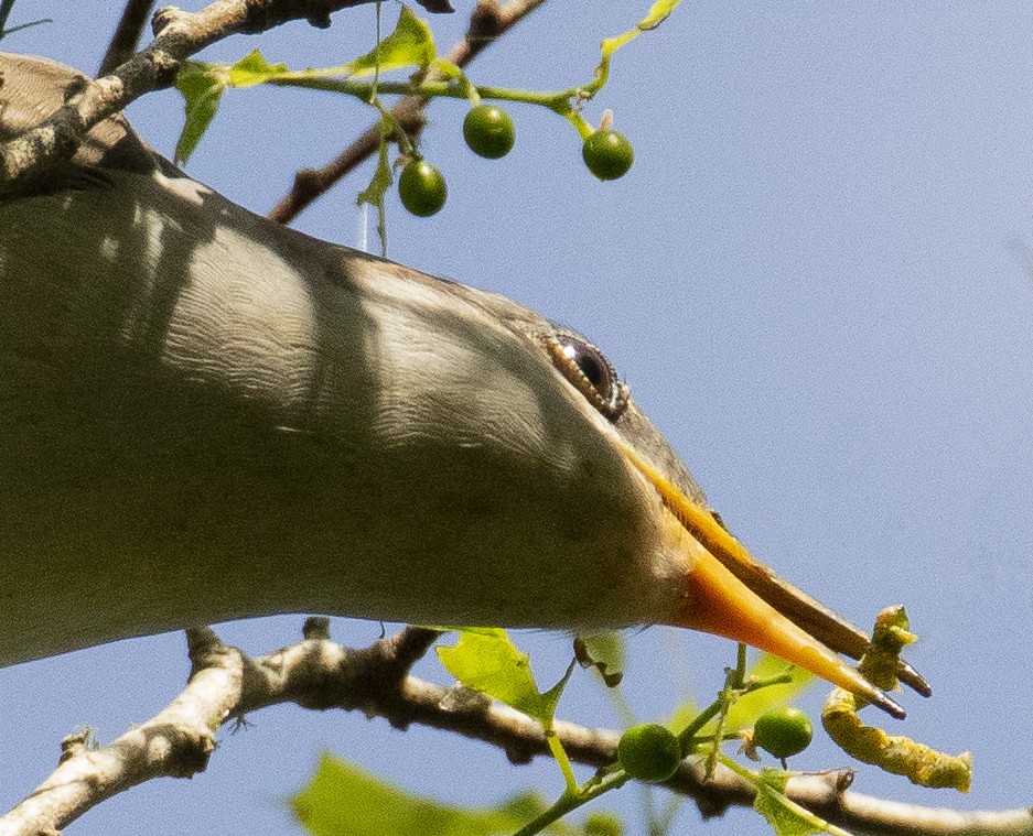 gulnebbgjøk - ML644773095