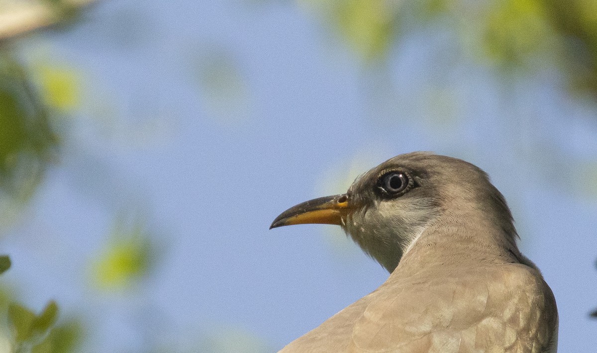 gulnebbgjøk - ML644773096