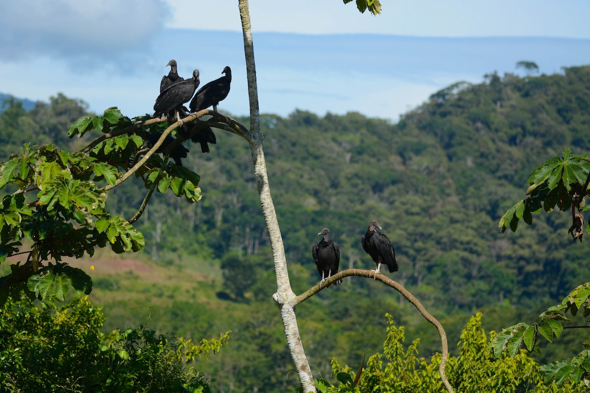 svartkondor - ML644773097