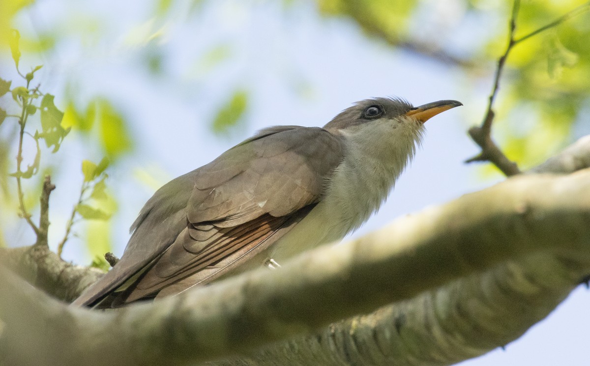 gulnebbgjøk - ML644773098