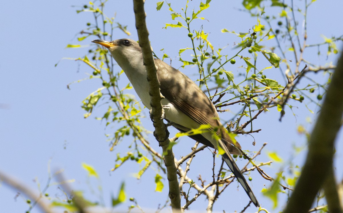 gulnebbgjøk - ML644773099