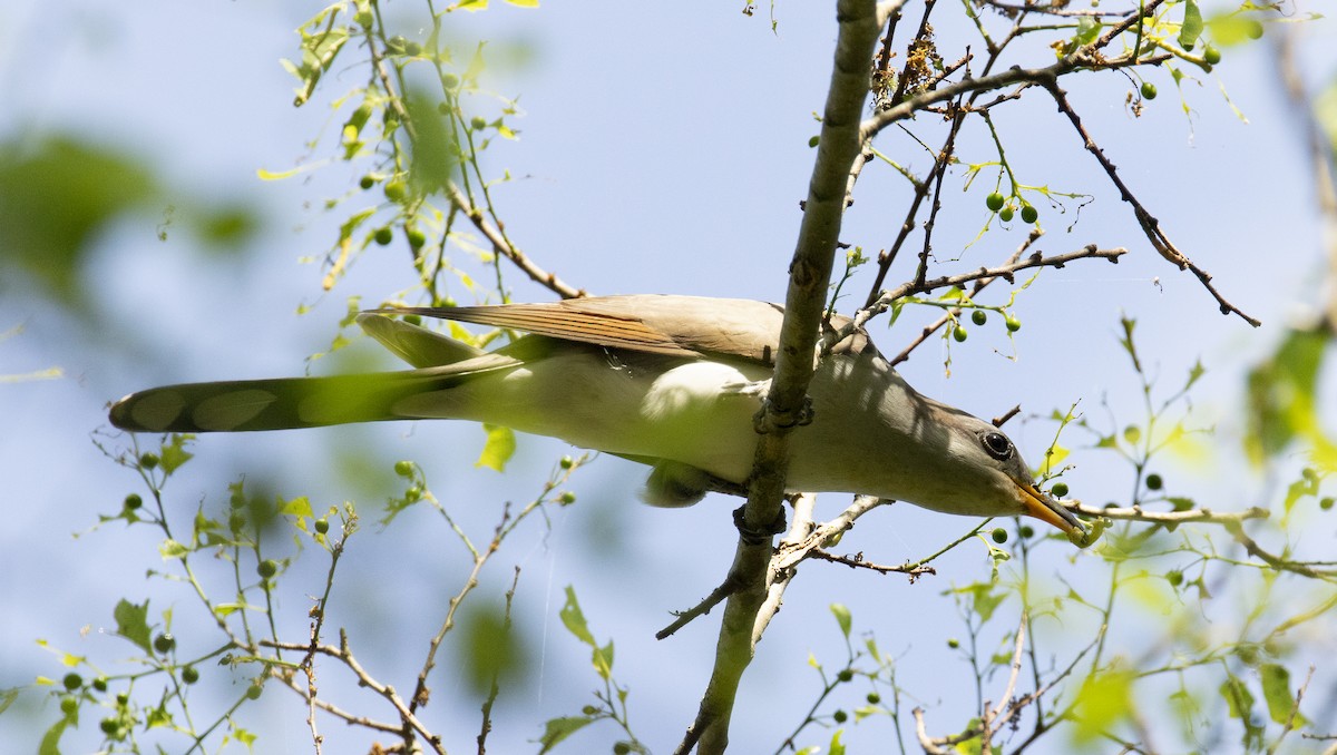 gulnebbgjøk - ML644773100