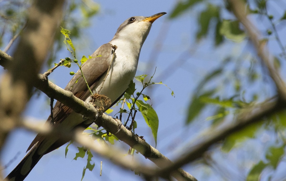 gulnebbgjøk - ML644773101