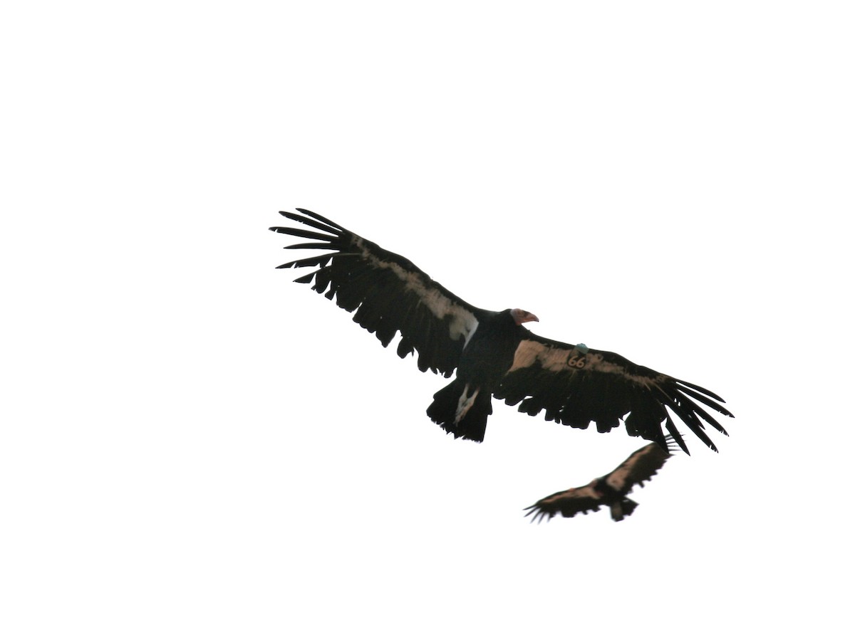 kaliforniakondor - ML644773103