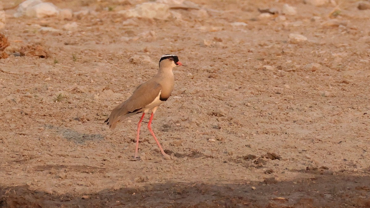 Crowned Lapwing - ML644773104