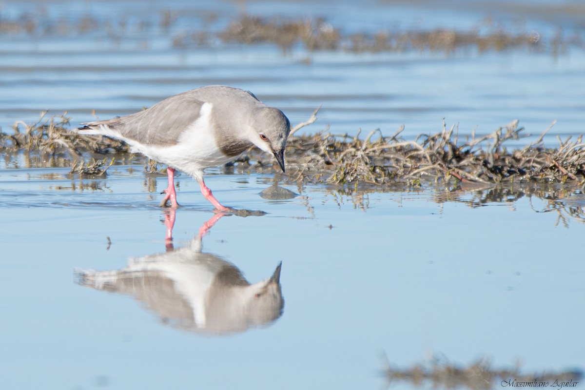 Магелланова ржанка - ML644773108