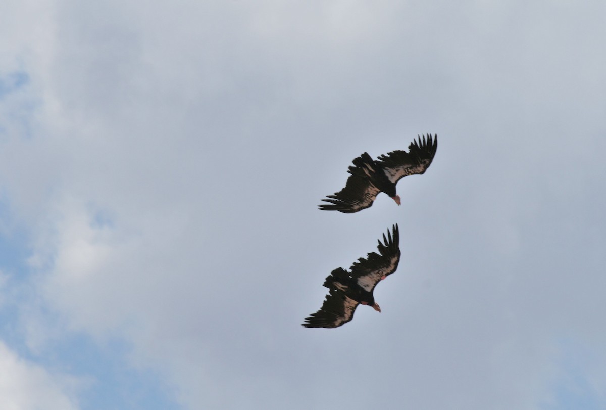 kaliforniakondor - ML644773112