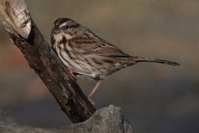 Song Sparrow - ML644773114
