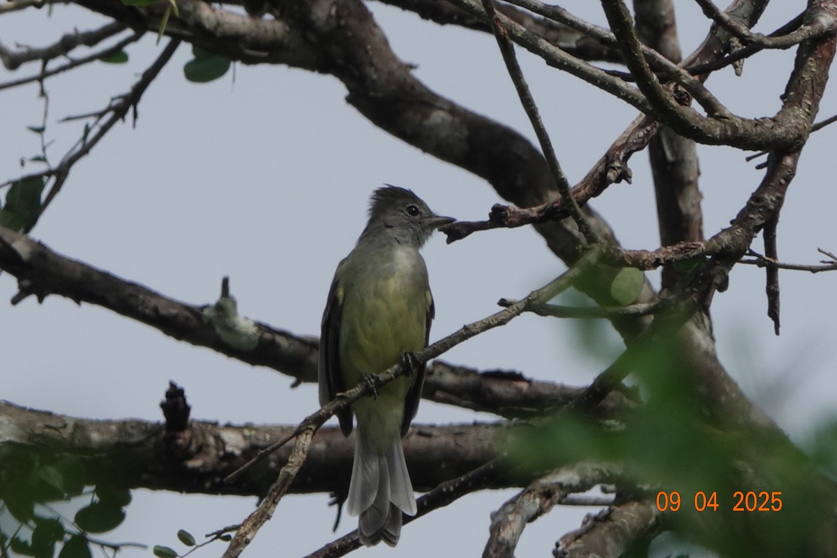 Yellow-bellied Elaenia - ML644773119