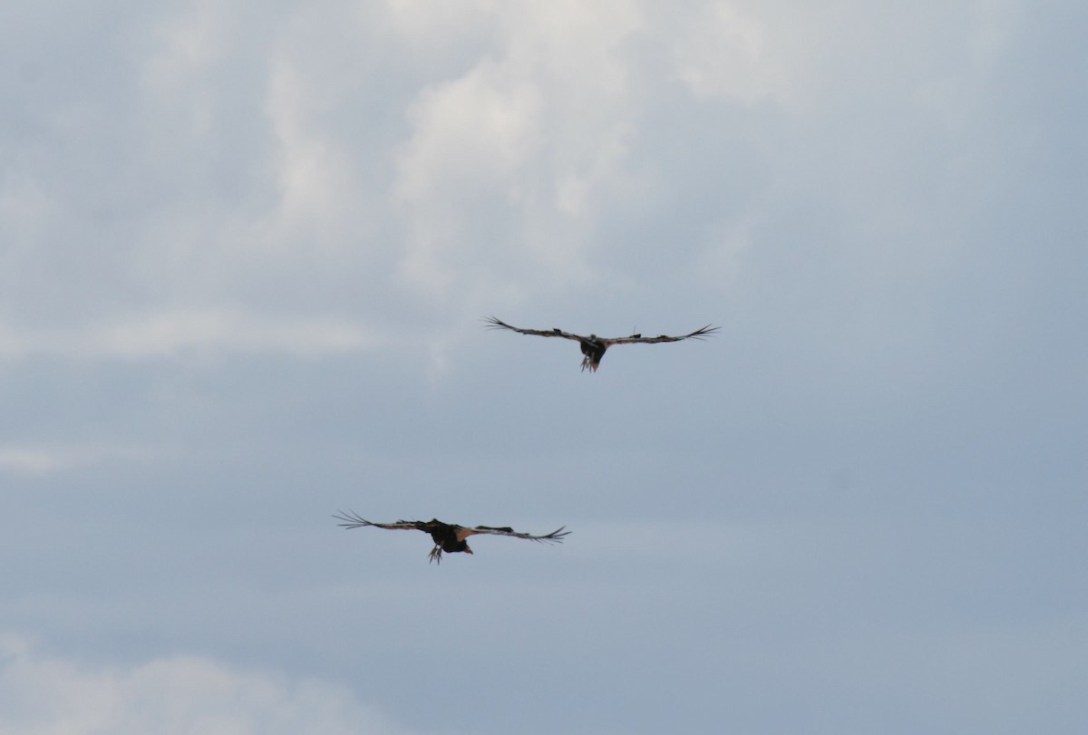 kaliforniakondor - ML644773120