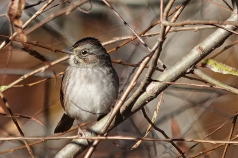 Swamp Sparrow - ML644773121