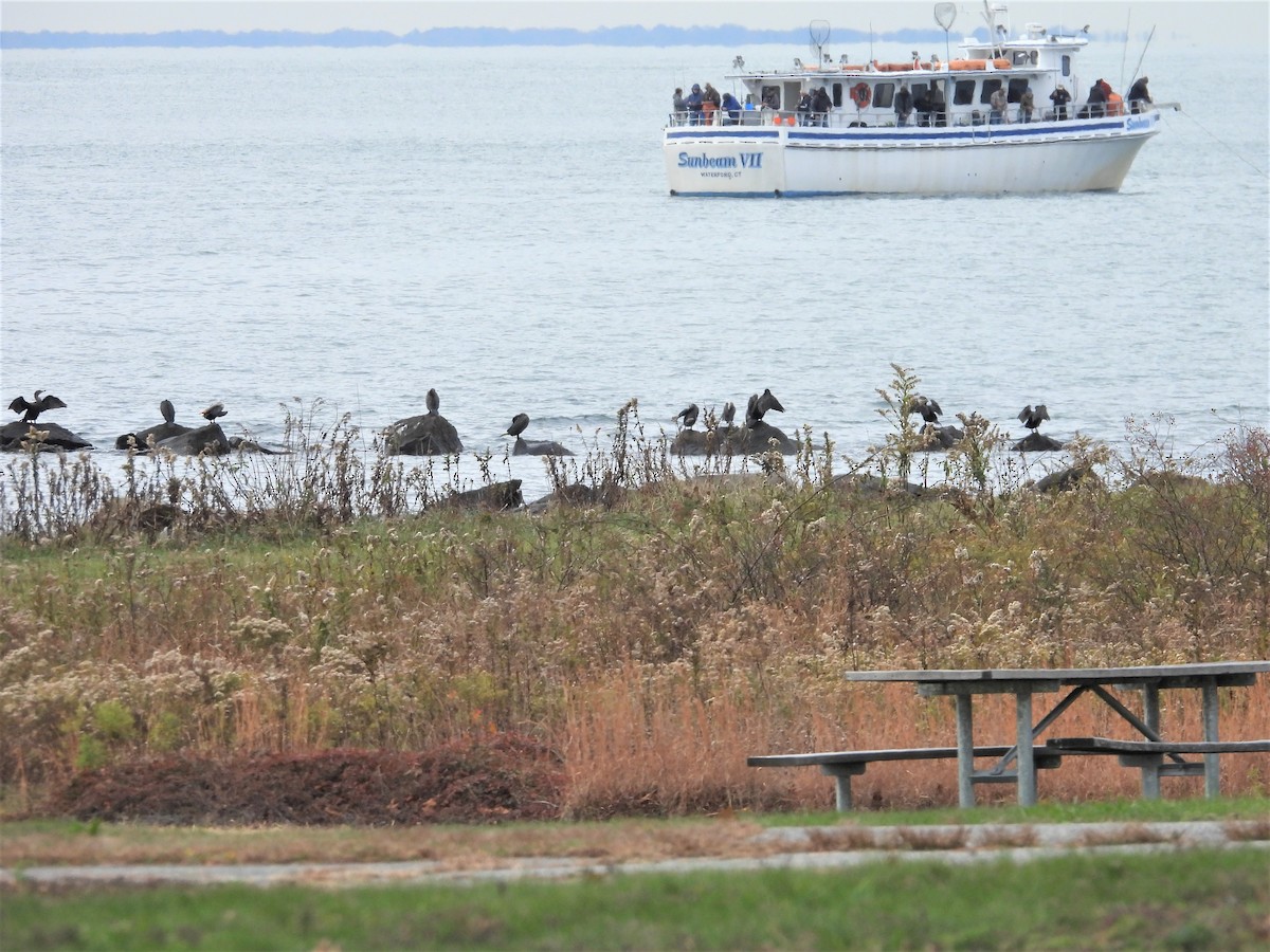 totoppskarv - ML644773124